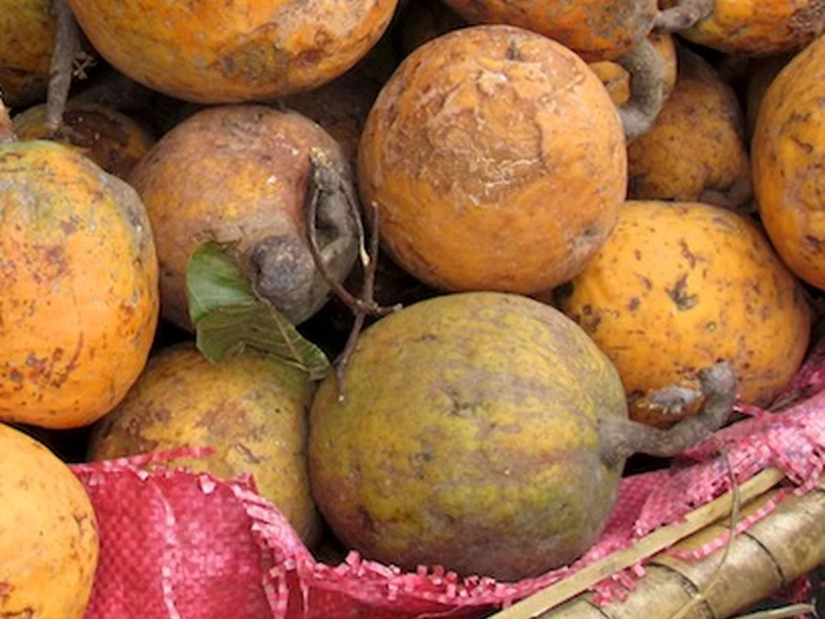 Madd de Casamance
