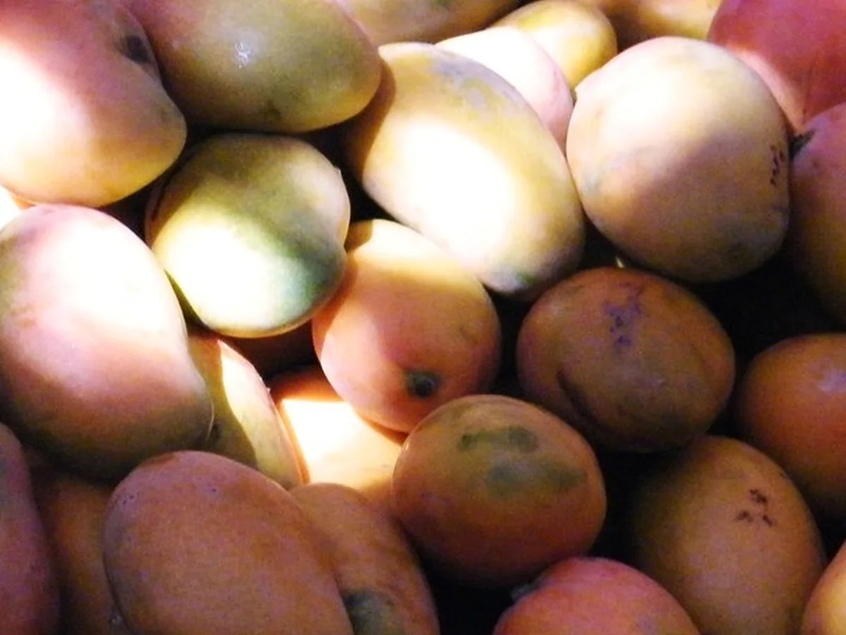 Mangue de Casamance